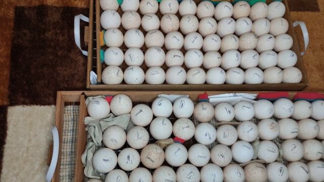 Закладка яйц. Закладка яйц в инкубатор. Инкубатор БЛИЦ. Инкубатор МАТРИЦА ВЕГАС. смотреть онлайн