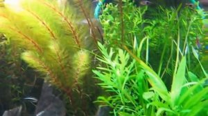 Мой домашний Аквариум.Травник.Jebo R375