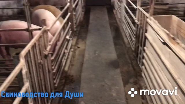 Сарай для свиней из Шлакоблока//Сколько стоит построить сарай такой как у нас?