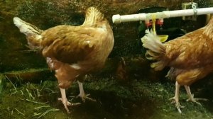 Дебикирование клюва или как избавиться от расклева навсегда