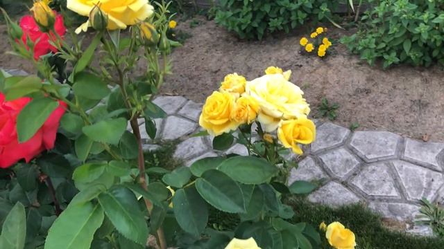 Роза Карт д' Ор (Carte d' Or) смотреть онлайн