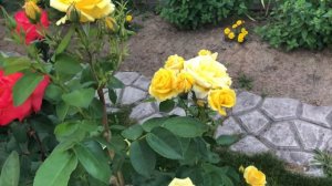 Роза Карт д' Ор (Carte d' Or)