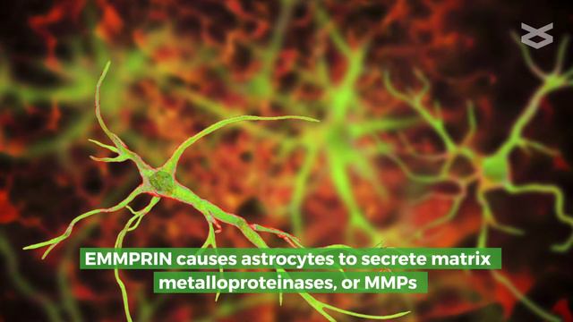 How Radiation Helps Rather Than Harms Glioblastoma