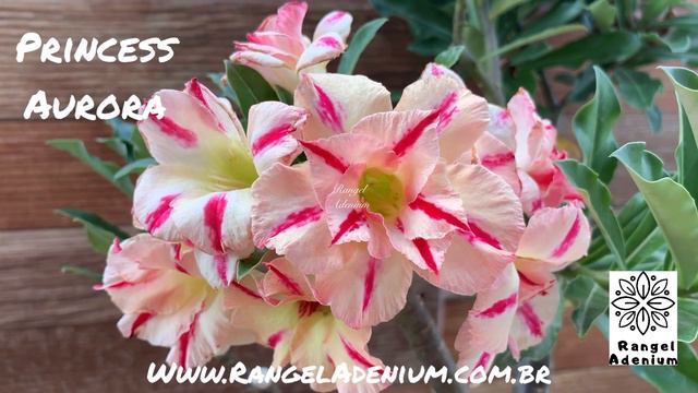 Princess Aurora - www.RangelAdenium.com.br смотреть онлайн