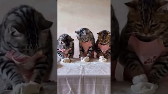 котики.mp4 смотреть онлайн
