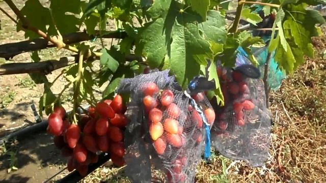 Виноград Талдун 2020 смотреть онлайн