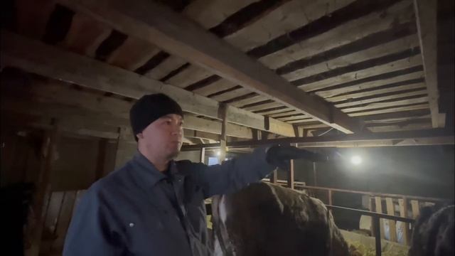 Үй жағдайында Сүтті бағыттағы Сиырдарды азықтандыру және оларды сауу #қазақша #сиыр #агро #сүт #жер