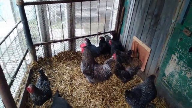 Достоинства и недостатки кур Доминантов. смотреть онлайн