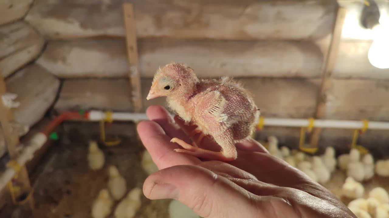 Цыплёнок ФАНТОМАС !!! смотреть онлайн