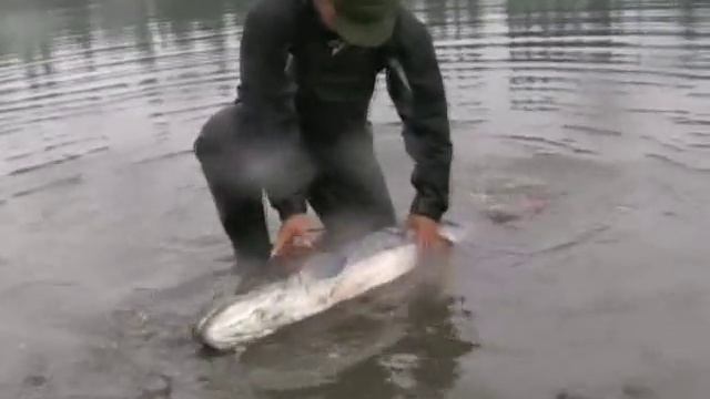 Siberian Salmon (Hugo taymen). About 50 kg, смотреть онлайн