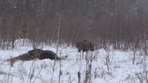 Как взять дикого кабана с подхода.