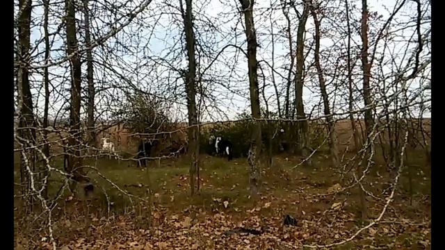 3-Козы: умные животные или нет? смотреть онлайн