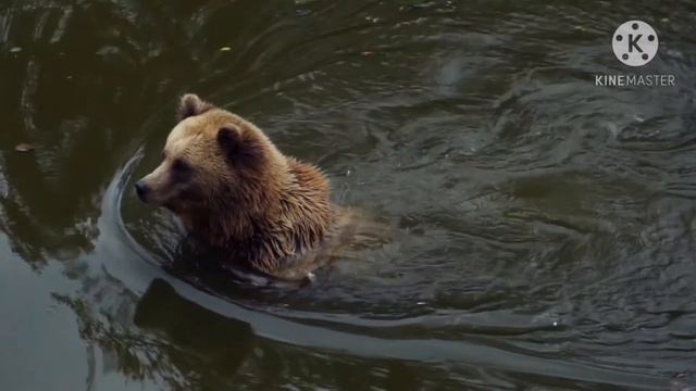 Brown bear ? #Wild Animal's #Nature смотреть онлайн