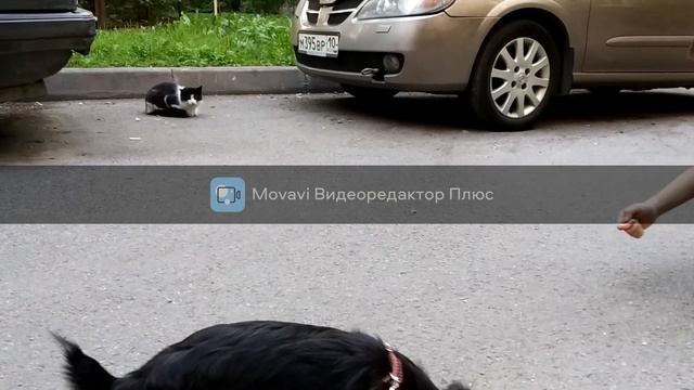 Первая прогулка Ляли смотреть онлайн