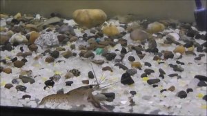 Выращивание австралийского рака (АККР). Чем кормить австралийского рака.