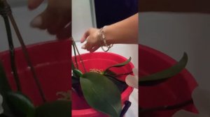 Полив орхидей с Цирконом. Как я пользуюсь Цирконом.