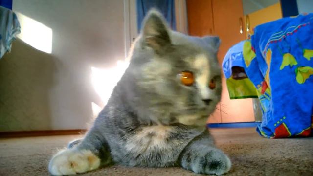Funny Cat / Смешной котик смотреть онлайн