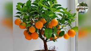 Крона домашнего Лимона.Варианты формирования кроны цитрусов в домашних условиях