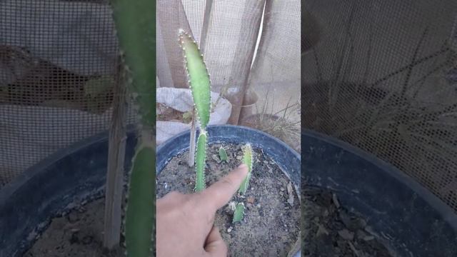 Dragon Fruits & Prickly Pear❤️❤️❤️ !! смотреть онлайн