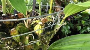 Орхидея стангопея. Уход и условия выращивания. Лекция из клуба орхоманов . Майкл открывает канал ?!