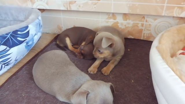 #ВНЕПЛАНОВЫЕЩЕНКИ ЧИХУА БЕЗ ДОКУМЕНТОВ #МАРИМИСТИКПИТОМНИКРКФ#КУПЛЮПРОДАЮЩЕНКОВЧИХУА смотреть онлайн