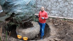 Как посадить большое растение, пересаживаем ель | нow to plant a large plant