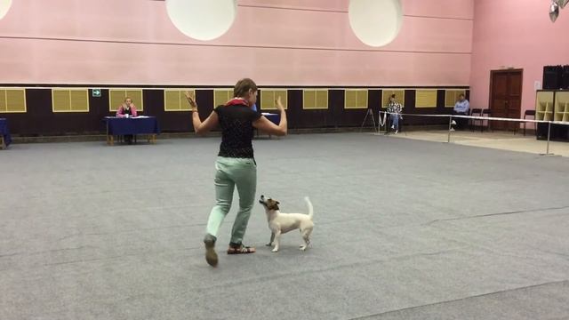 Танцы с собаками. Dog dance. Тимошина Светлана & Тимона Терр. Танец "Оттепель" 10.06.2018г. смотреть онлайн