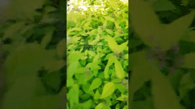 Спирея с ярко жёлтыми листьями смотреть онлайн