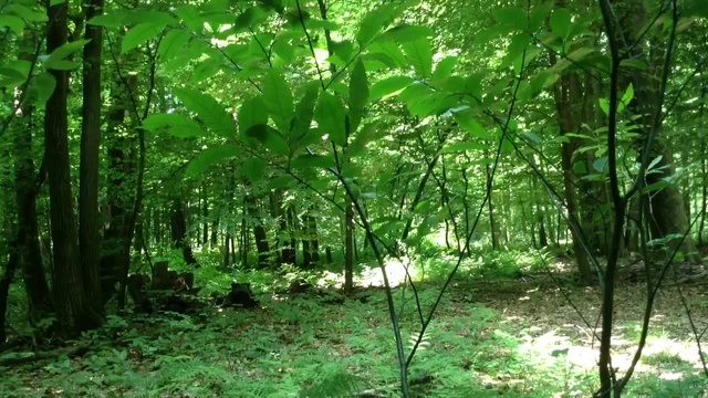 Forêt смотреть онлайн