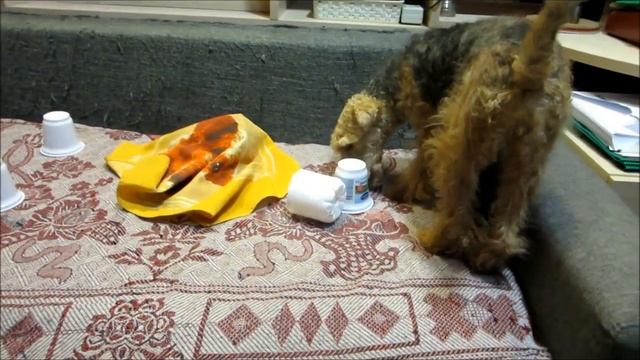 Вельш терьер Олимпия добывает вкусняшки.XII 2015. смотреть онлайн