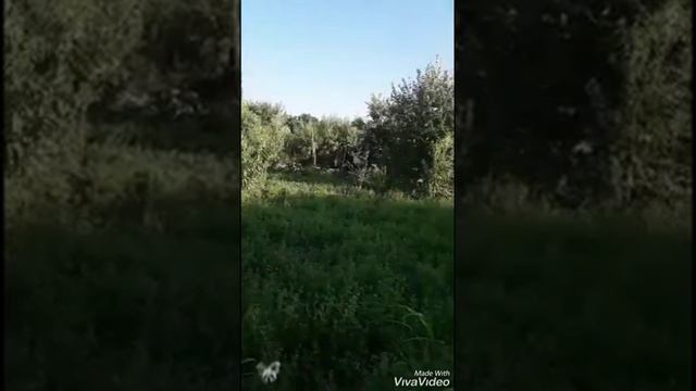 Наш огород смотреть онлайн