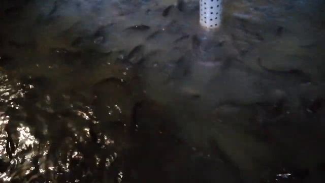 Приехал новый фарш смотреть онлайн