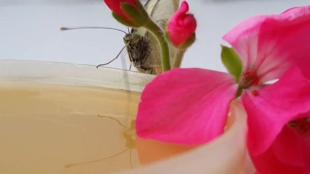 Как питается бабочка смотреть онлайн