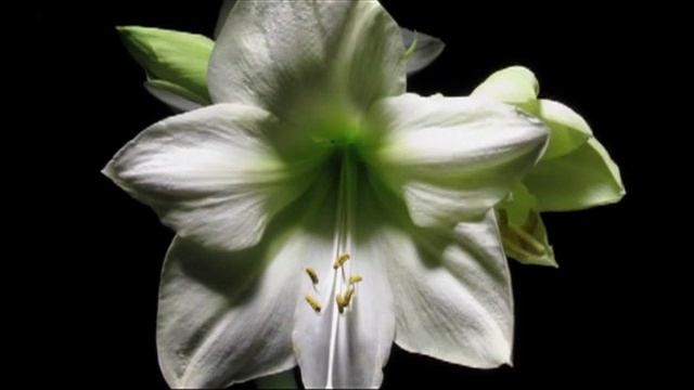 Amaryllis belladonna blooming - אמריליס יפהפה לבן פורח смотреть онлайн