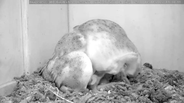 ГОДУВАННЯ. СИПУХА. РІТ-ВЕЛЛ. ЕБРО. ІСПАНІЯ 14-11-23-BARN OWL. RESERVA RIET VELL. DELTA DE EBRO SPAI