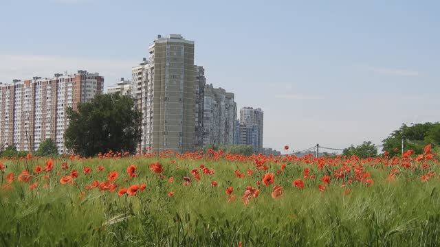 На полях Краснодара расцвели маки смотреть онлайн