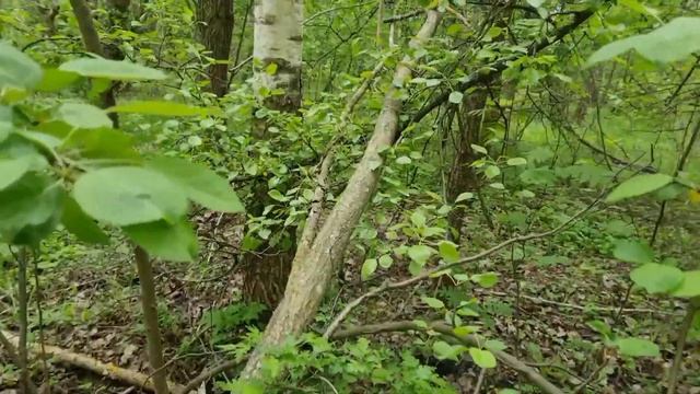Конструкции, лес 1, поездка 23.05.2021. Снежный человек, бигфут, йети, леший смотреть онлайн