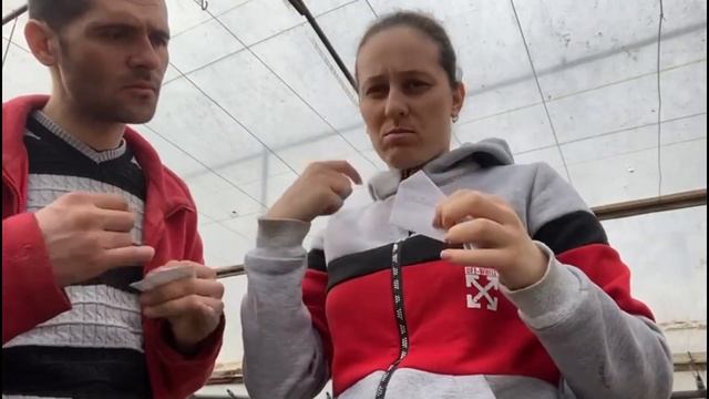 Теплица как сажать семена и уход смотреть онлайн