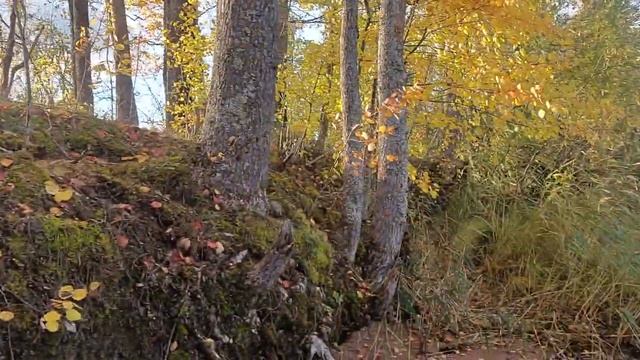 Грибная фантазия в дикой природе