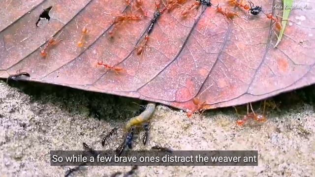 RED ANTS Versus BLACK ANTS