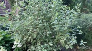 Дёрен Белый. Делаю деревце на ножках ?