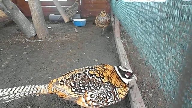 королевский фазан. смотреть онлайн