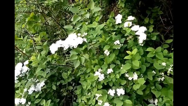 Как прекрасен этот мир! ^•^ смотреть онлайн