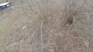 Обрезаю запущенный куст золотистой смородины в марте