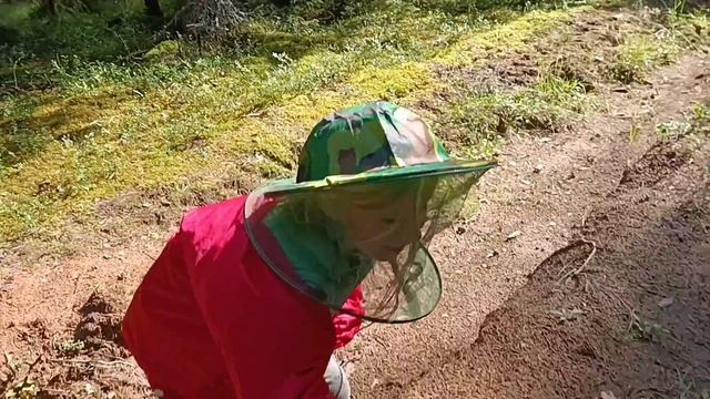 Собрали подосиновиков и белых в Тверской области смотреть онлайн