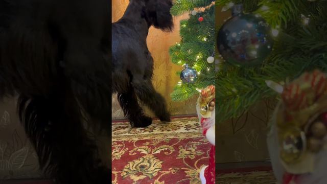 Адвент календарь.День 11.Прятки с домовенком Кузей. #riesenschnauzer #ризеншнауцер #адвенткалендарь смотреть онлайн