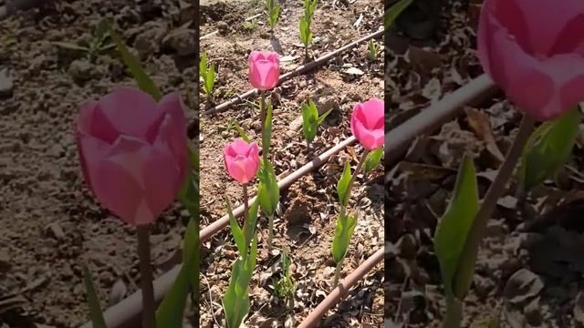 Тюльпаны в Израиле на клумбах смотреть онлайн