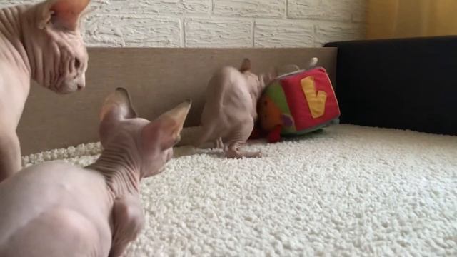 На диван не надул! Поймала зассанца?сфинкснёнка. Показываю закрытый лоток для кошек смотреть онлайн