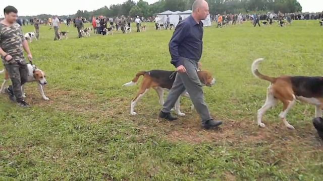 Всероссийская выставка Русских Пегих Гончих в Туле (10-12июня 2017)