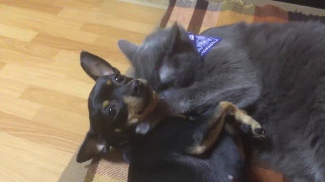 Кот умывает той-терьера смотреть онлайн